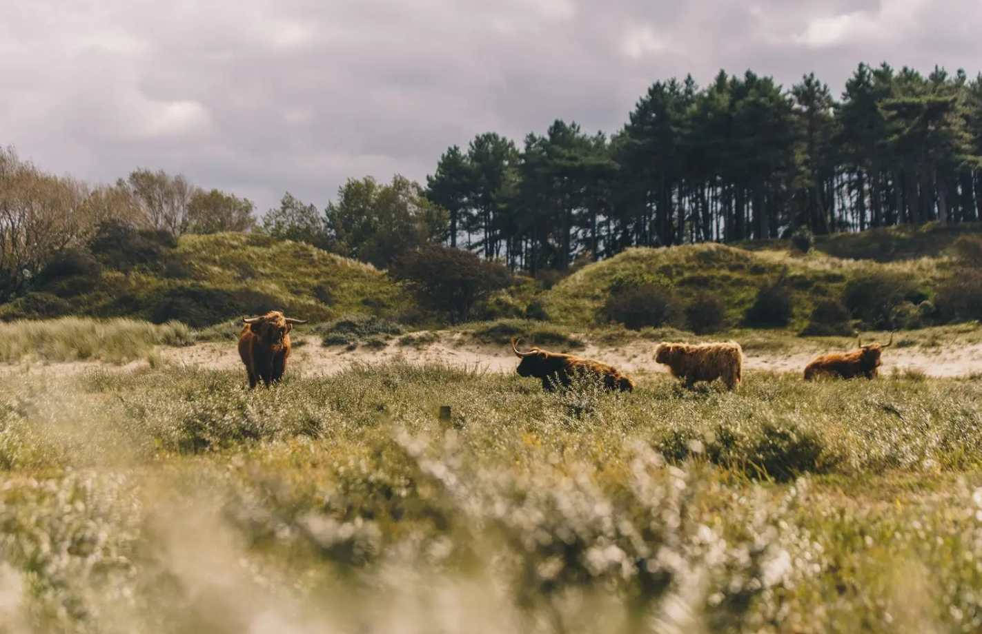 bisonti